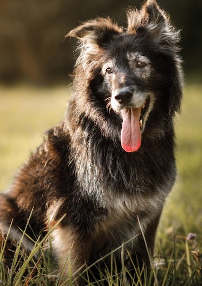 Pets are living longer, fuller lives, providing significant opportunities for the pet food industry to step in and provide catered nutritional options for senior animals.