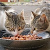 Two Cats Eating From Dish Outside Rotbart94 Pixabay com