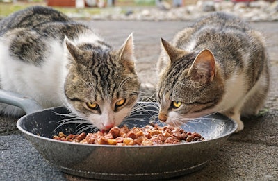 Two Cats Eating From Dish Outside Rotbart94 Pixabay com