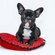 Vlaaitje Bulldog Sitting On Heart Pixabay com
