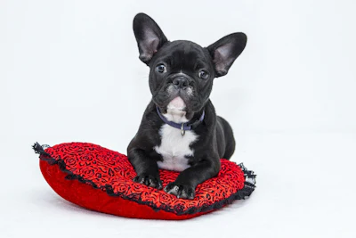 Vlaaitje Bulldog Sitting On Heart Pixabay com