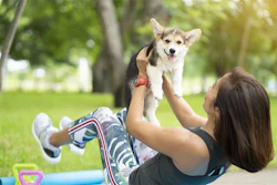Woman Exercising With Corgi Tatomm Bigstock