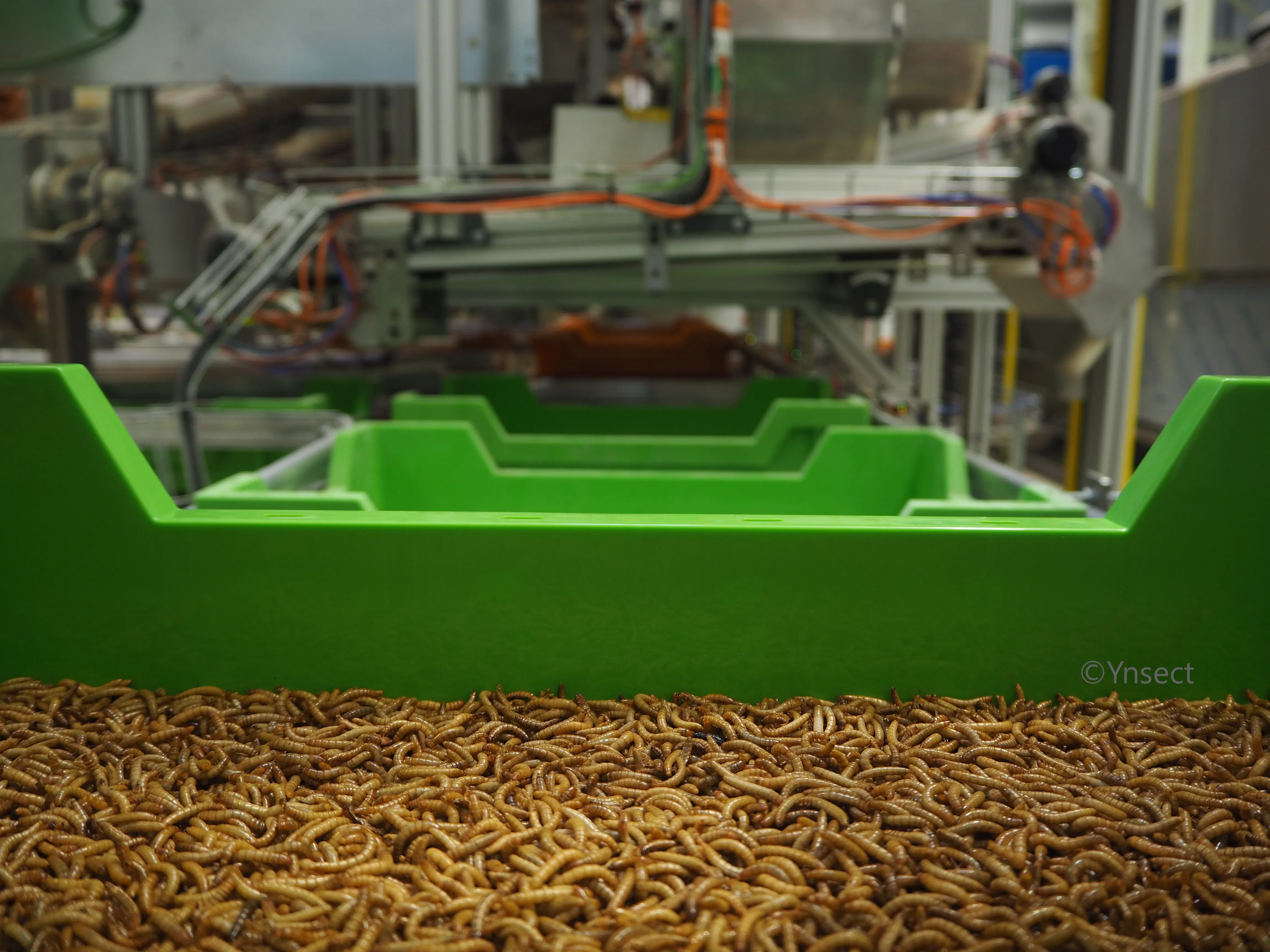 &Yuml;nsect went down along with several other prominent insect ingredient manufacturers.