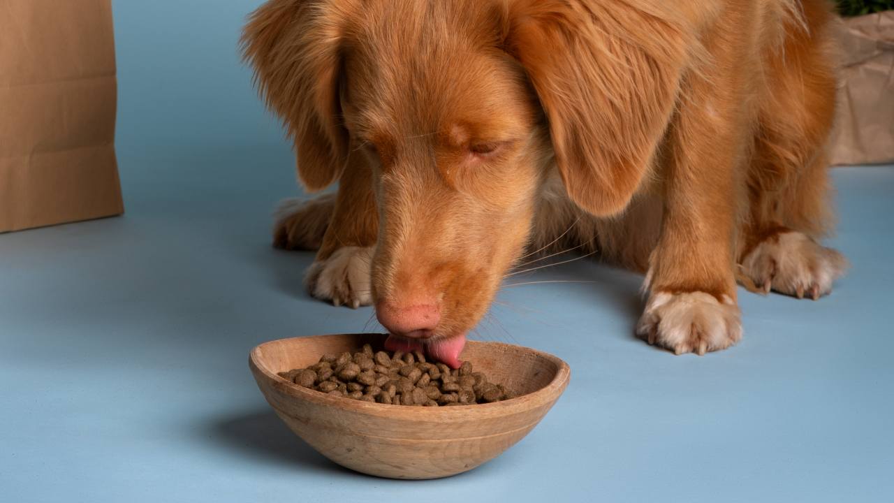 Santiago de Andr&eacute;s, secretary general of the ANFAAC, said Spain's pet food sector demonstrated maturity and sustained growth in 2025.