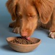 Santiago de Andrés, secretary general of the ANFAAC, said Spain's pet food sector demonstrated maturity and sustained growth in 2025.