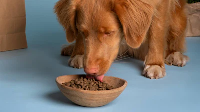 Santiago de Andrés, secretary general of the ANFAAC, said Spain's pet food sector demonstrated maturity and sustained growth in 2025.