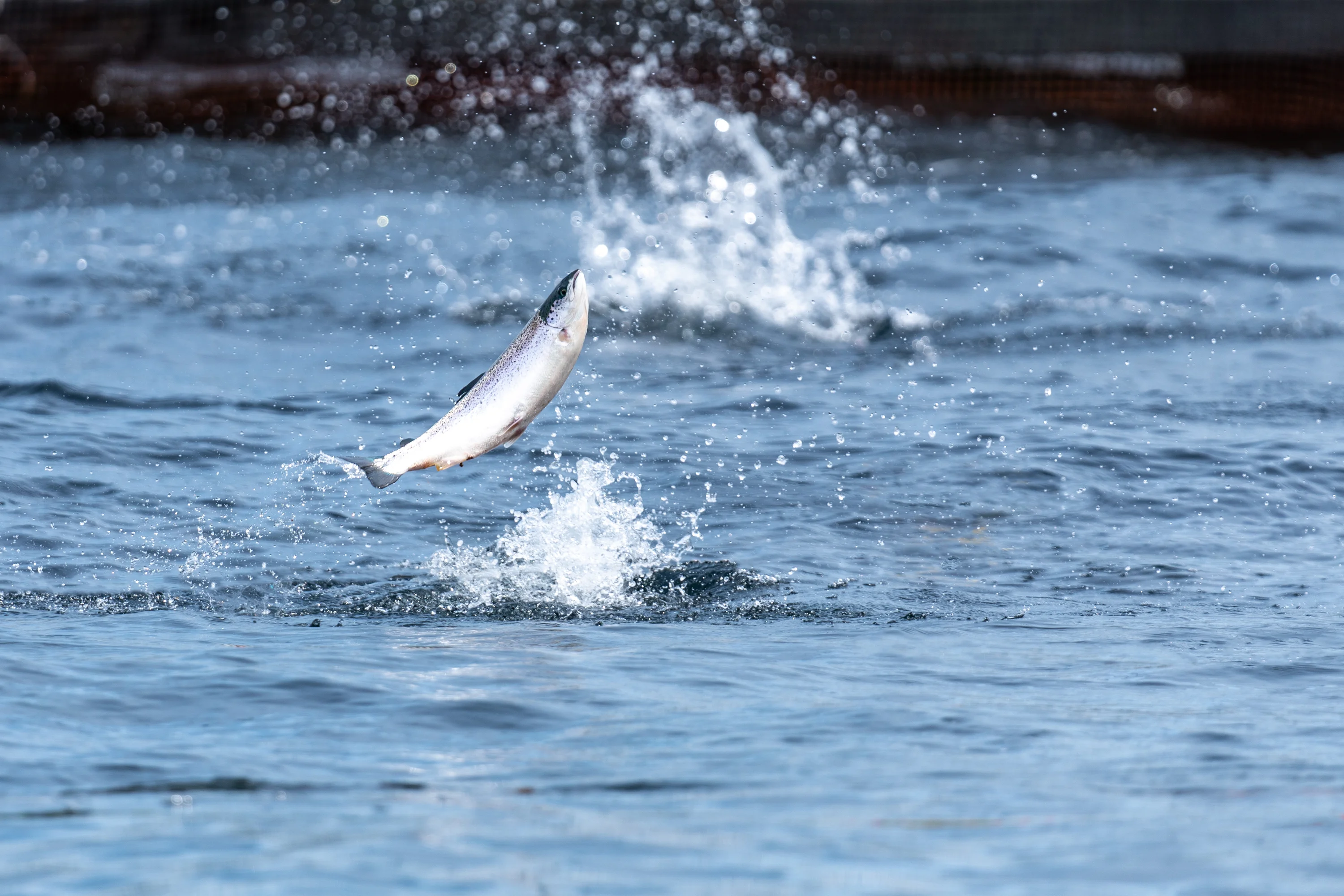 Asc Owned Asc Certified Salmon Preview