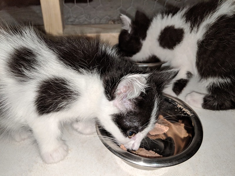 Black And White Kitten Eating Wet Food Andrea Gantz