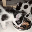 Black And White Kitten Eating Wet Food Andrea Gantz