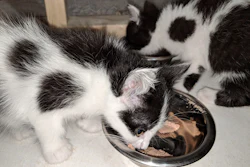 Black And White Kitten Eating Wet Food Andrea Gantz