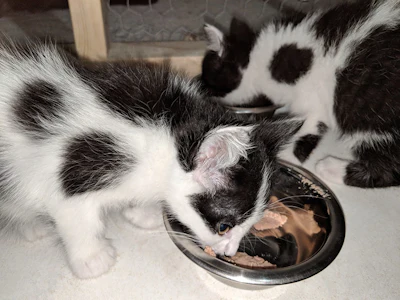 Black And White Kitten Eating Wet Food Andrea Gantz