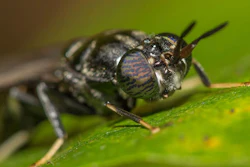 Research Intelo research noted the black soldier fly has emerged as the most widely used insect species in pet food formulations.