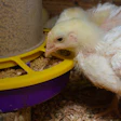 Broiler Chicken Eating