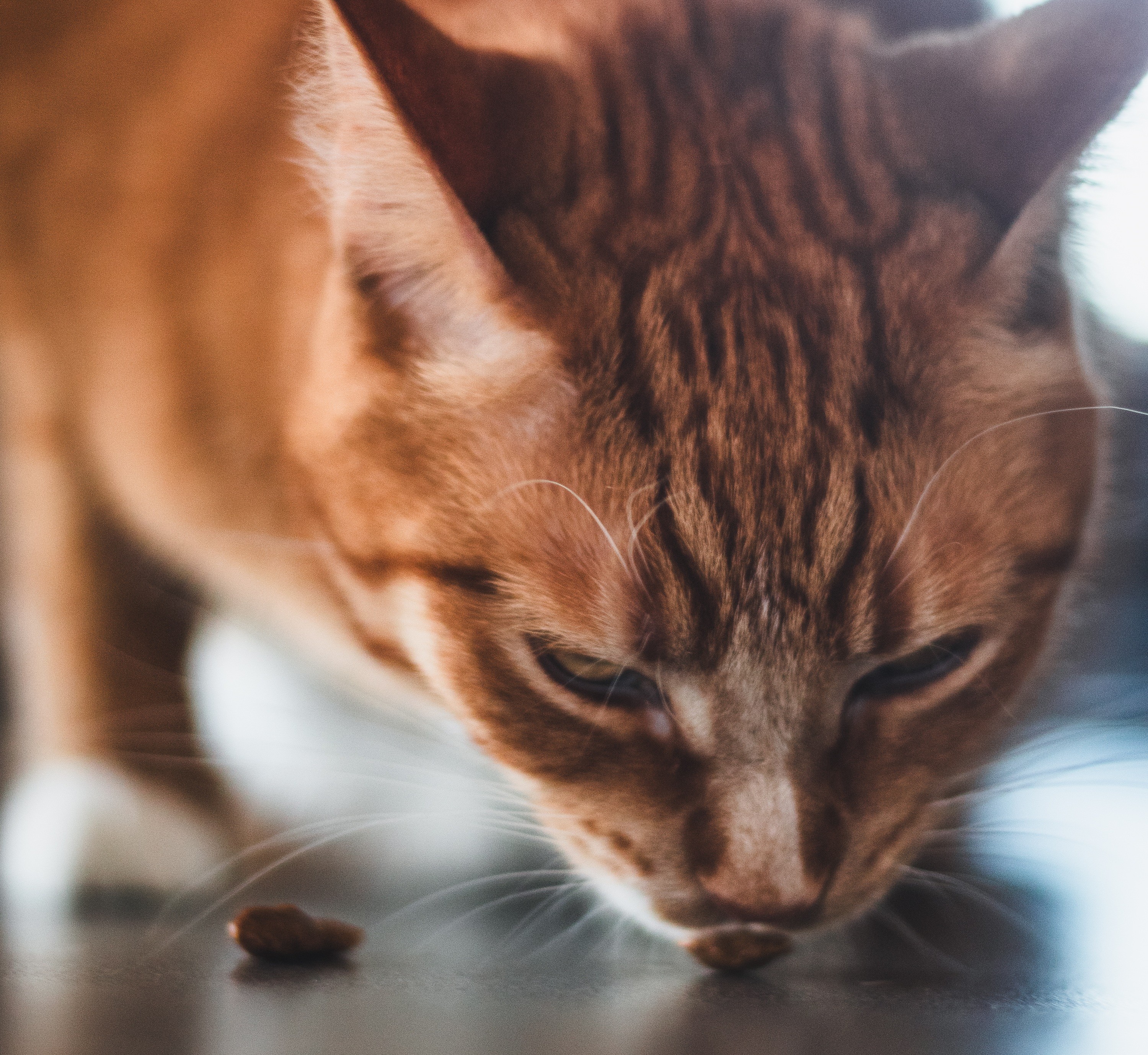 Cat Eating Treat Karlee J Photography Pixabay
