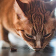 Cat Eating Treat Karlee J Photography Pixabay