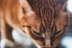 Cat Eating Treat Karlee J Photography Pixabay