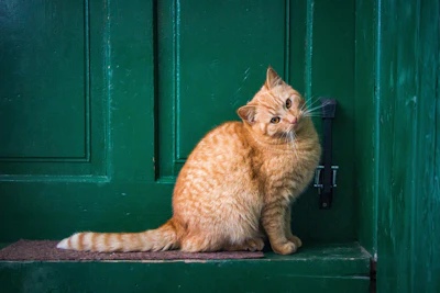 Cat With Green Door Pixabay