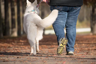 Dog And Owner Walking Rebeccas Pictures Pixabay com