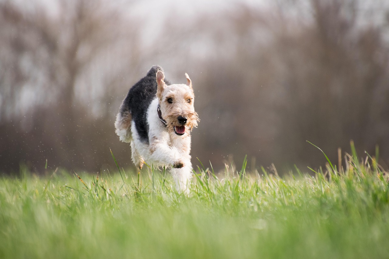 Dog Runnin In Field Rebeccaspictures Pixabay