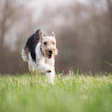 Dog Runnin In Field Rebeccaspictures Pixabay