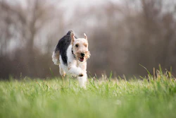 Dog Runnin In Field Rebeccaspictures Pixabay