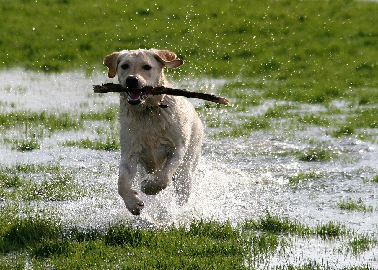 Dog Running In Water Artyangel Pixabay