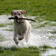 Dog Running In Water Artyangel Pixabay