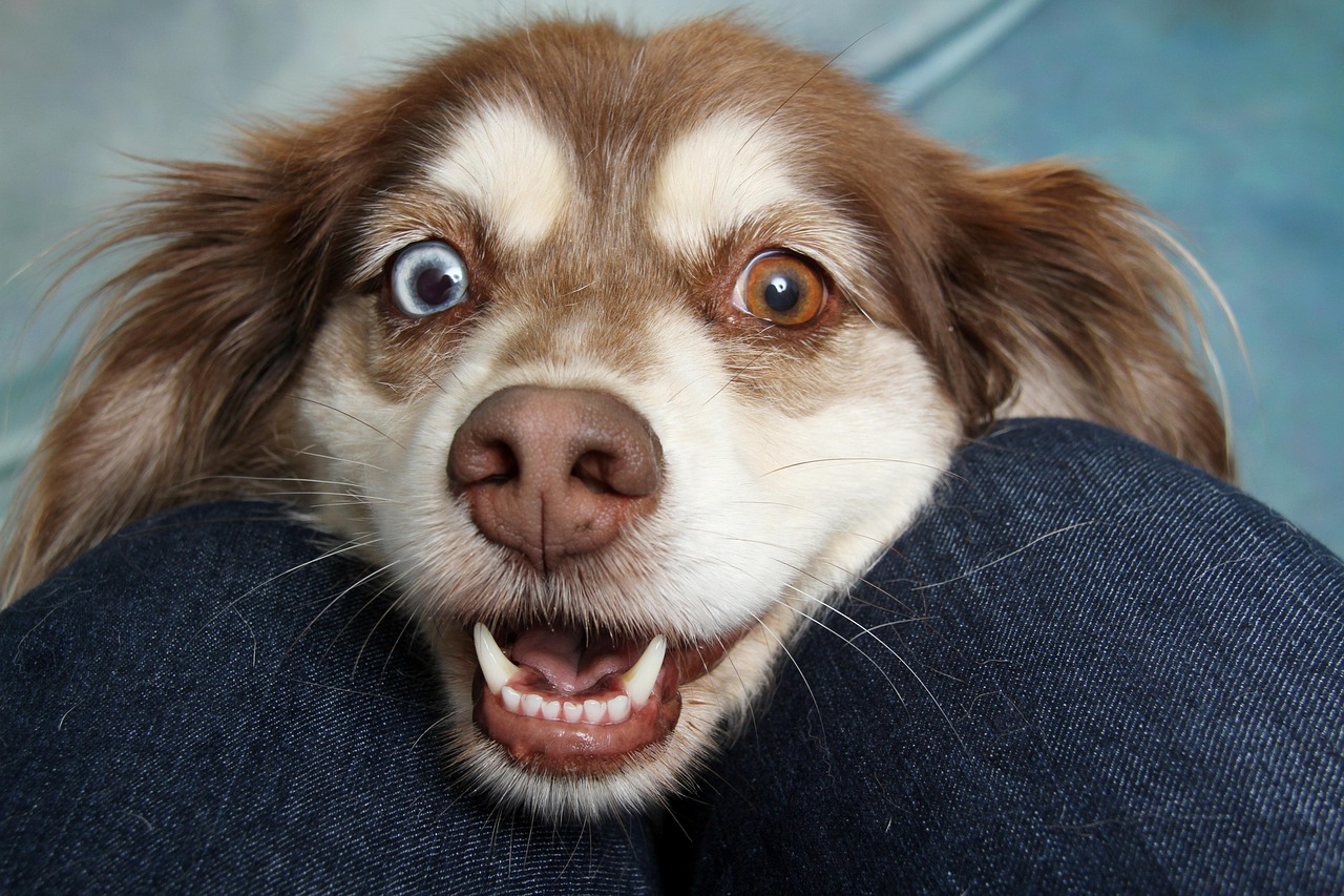 Dog Smiling Angel1238812 Pixabay