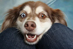 Dog Smiling Angel1238812 Pixabay