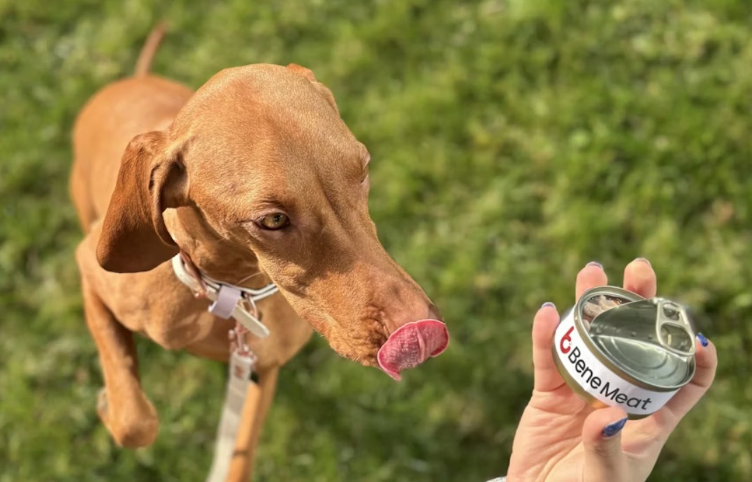 Dog With Can Of Bene Meat