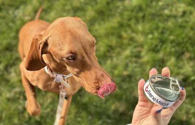 Dog With Can Of Bene Meat