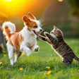 dsm-firmenich is launching Veramaris O3 Max Pure, a seamless fish oil replacement at Petfood Forum 2026.