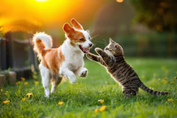 dsm-firmenich is launching Veramaris O3 Max Pure, a seamless fish oil replacement at Petfood Forum 2026.
