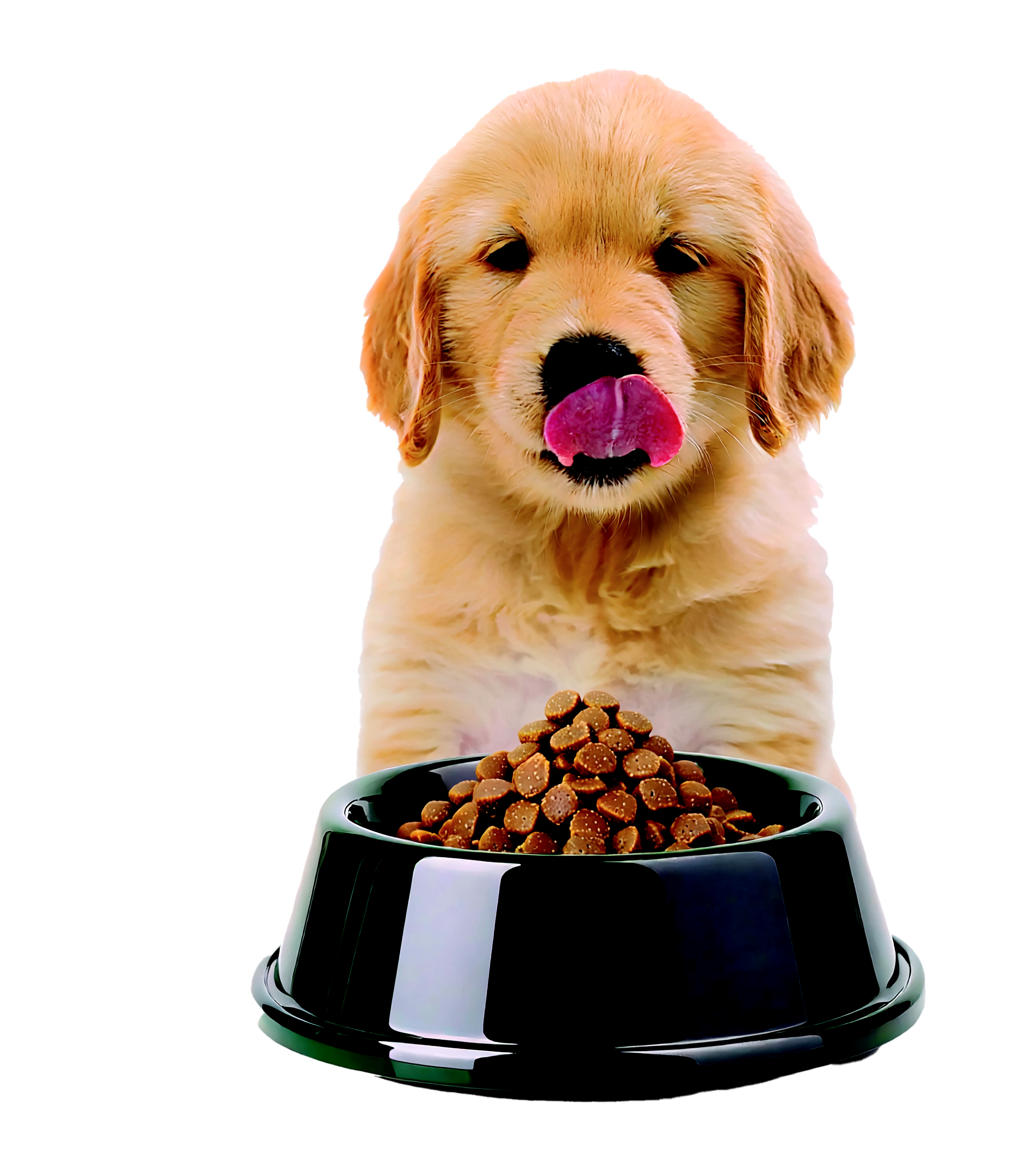 https://img.petfoodindustry.com/mindful/watt/workspaces/default/uploads/2026/04/istock-175483151-puppy-bowl-pet-forum-2026.nfBLOzvosp.png?auto=format,compress&h=630&q=70&w=1200