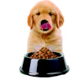 I Stock 175483151 Puppy Bowl Pet Forum 2026