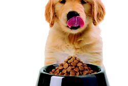 I Stock 175483151 Puppy Bowl Pet Forum 2026