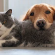 Pet population growth depends on the health of the human population’s economy.