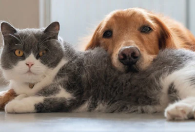 Pet population growth depends on the health of the human population’s economy.