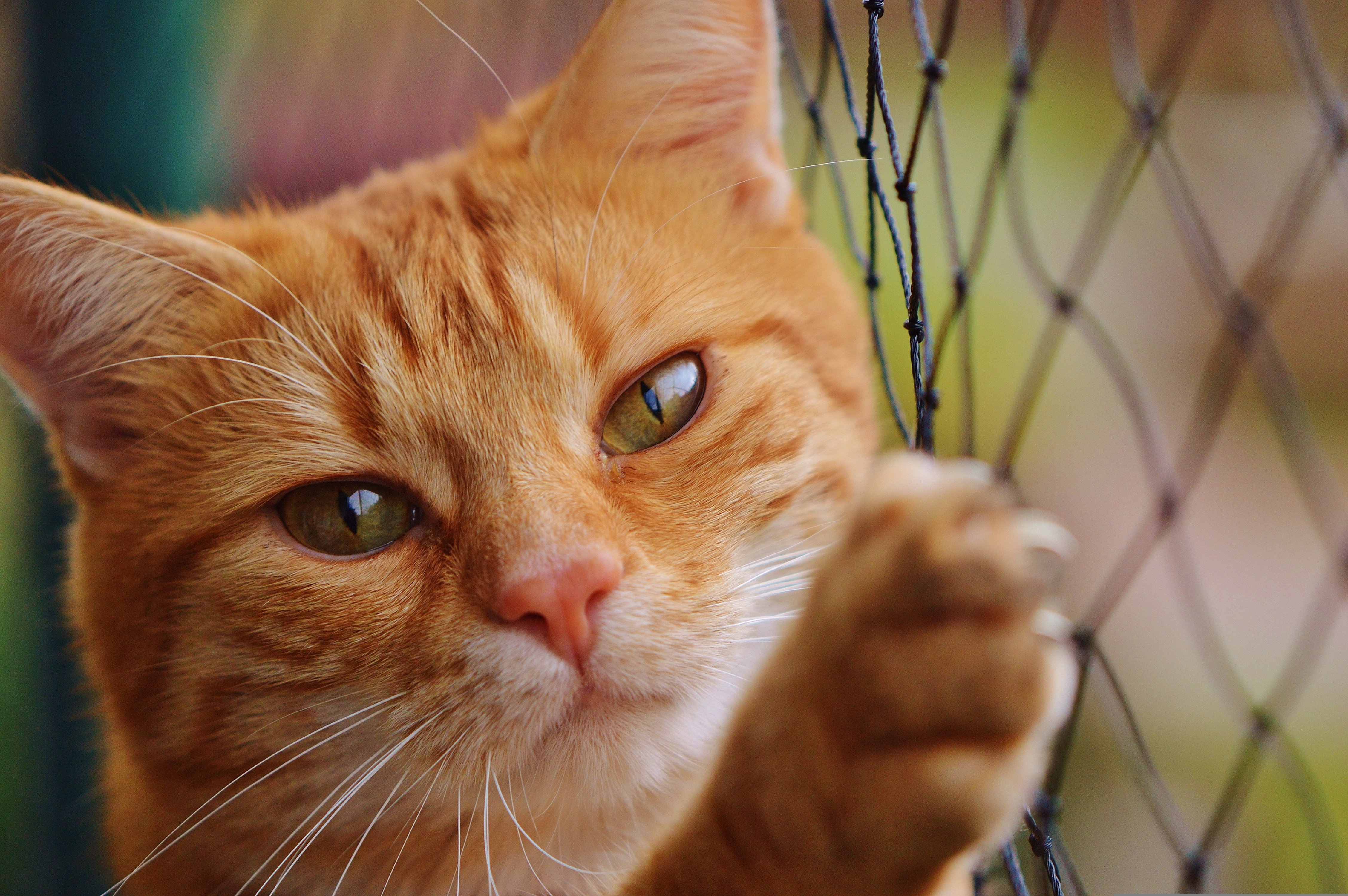 Orange Tabby Cat With Net Alexas Fotos Pixabay
