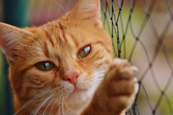 Orange Tabby Cat With Net Alexas Fotos Pixabay