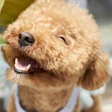 Poodle Smiling In Sunshine Harvey117 Pixabay