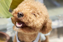 Poodle Smiling In Sunshine Harvey117 Pixabay