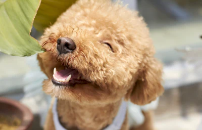 Poodle Smiling In Sunshine Harvey117 Pixabay