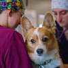 According to Purina, a recent survey found that while 94% of animal owners say they appreciate veterinarians, only 49% of veterinary professionals feel their work is appreciated.