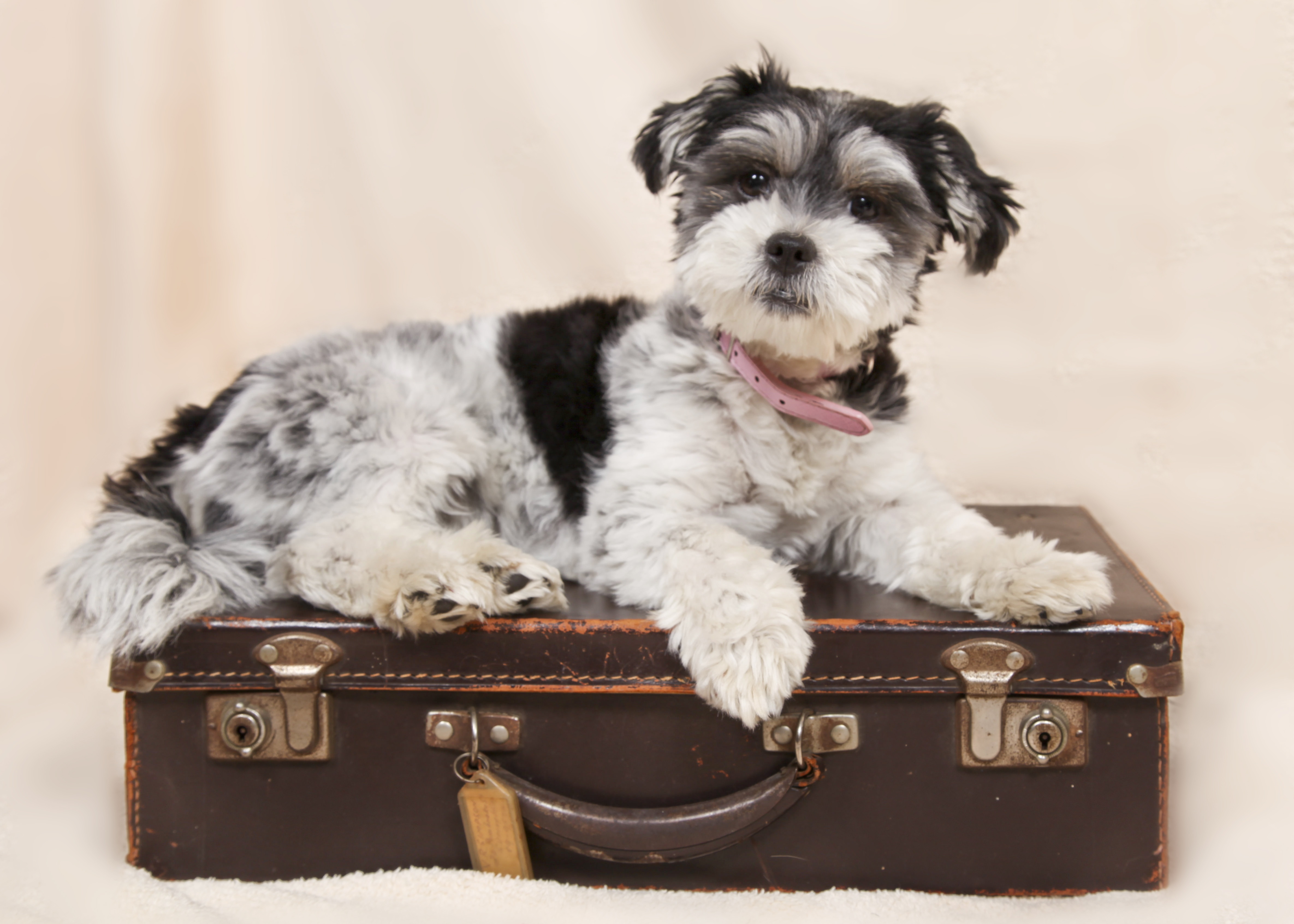 During a recent Ask the Petfood Pro, Menton discussed nutrition strategies to support aging pets' immunity, joints, oral and skin health.