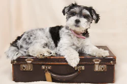 During a recent Ask the Petfood Pro, Menton discussed nutrition strategies to support aging pets' immunity, joints, oral and skin health.