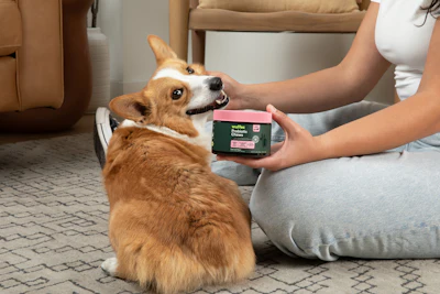 Since its founding, Wuffes has sold exclusively through direct-to-consumer and marketplace channels.