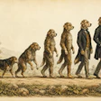 19th Century Scientific Illustration Like The Decent Of Man