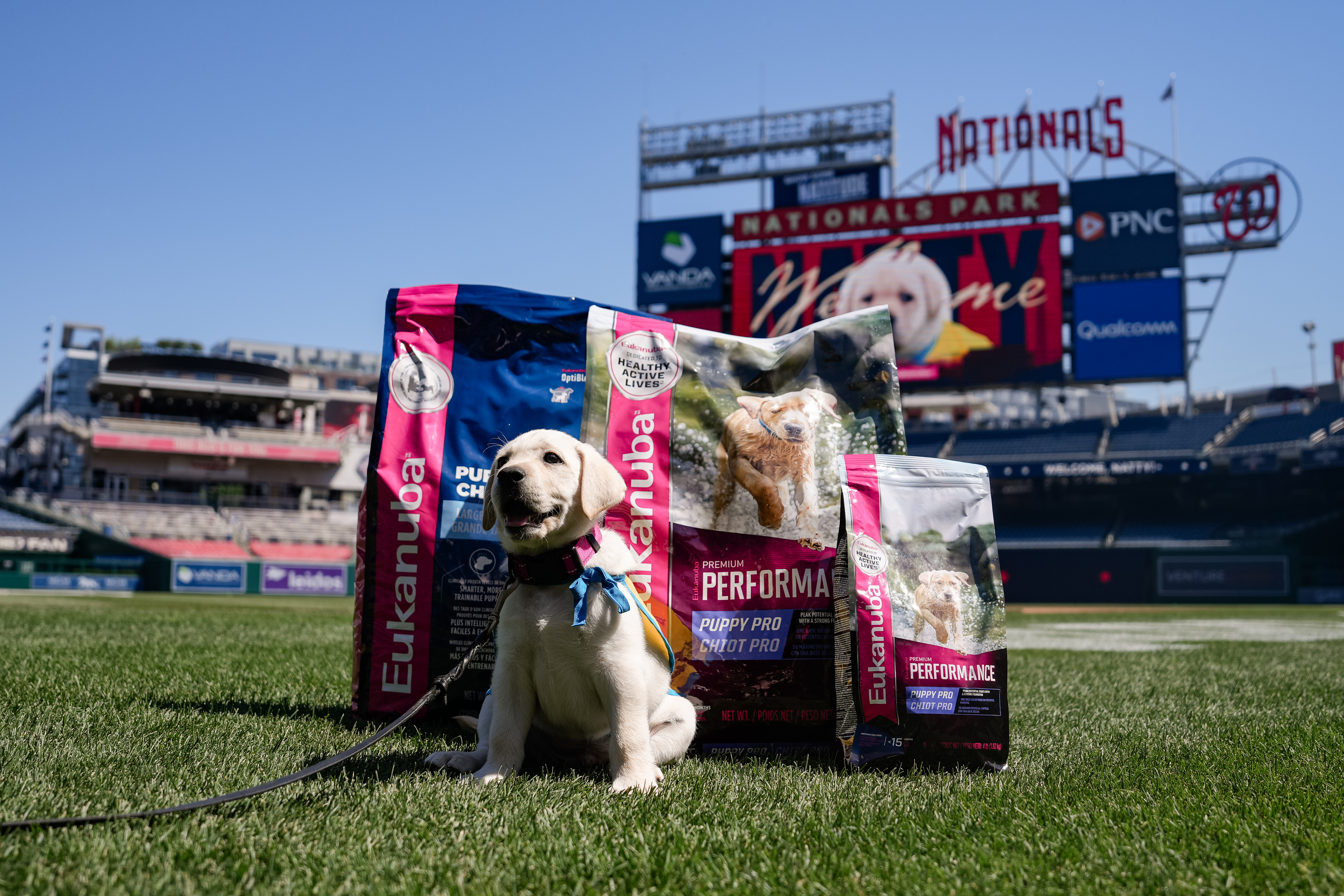 Natty, an 8-week-old Golden Retriever and Labrador Retriever mix, will be the Washington Nationals club's official team dog.