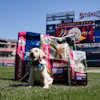 Natty, an 8-week-old Golden Retriever and Labrador Retriever mix, will be the Washington Nationals club's official team dog.